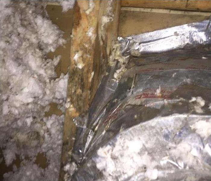 attic completely covered in mold