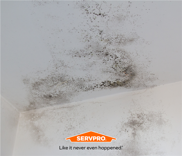 spots of black mold in the corner of a ceiling, SERVPRO of Tampa Southeast logo