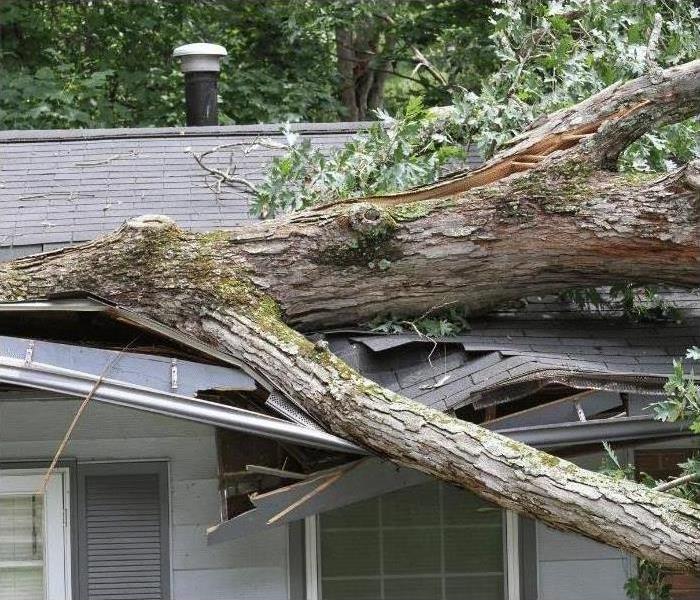 A downed tree on a storm damaged roof in Greater Carrollwood / Citrus Park today